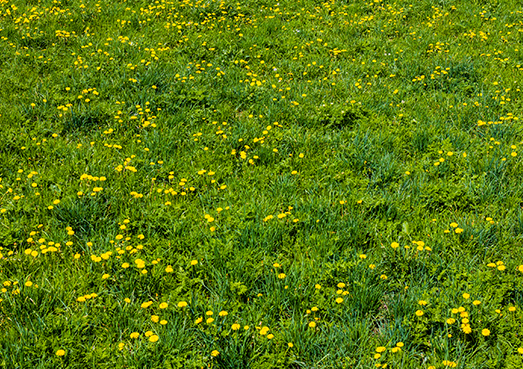 winter weeds in southern lawn